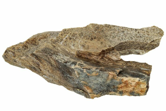 Fossil Tyrannosaur (T rex) Bone Section - Wyoming #314093